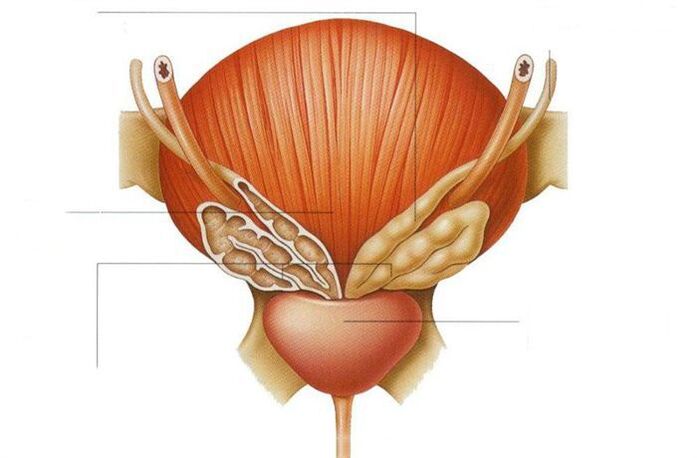 à quoi sert la prostate